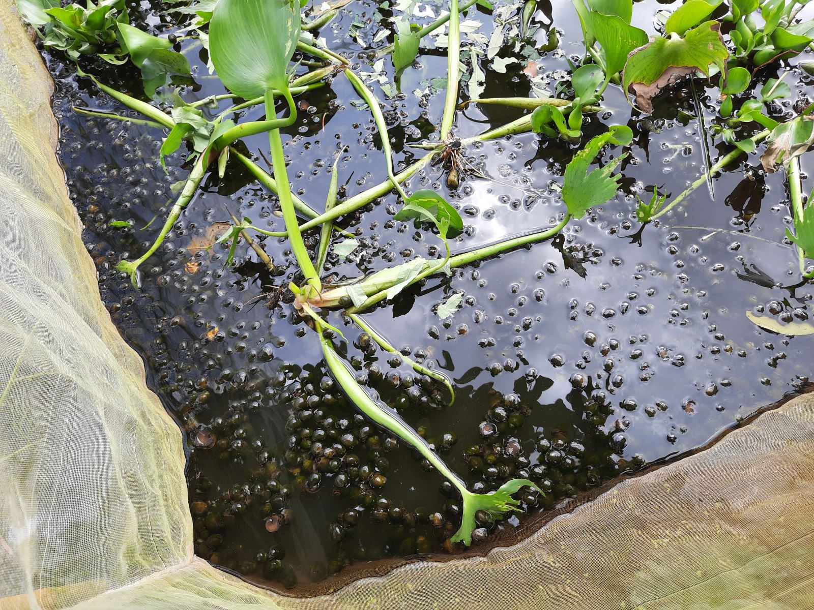 Hậu Giang: Nuôi con đặc sản này dưới vườn cà na, hóa ra bán lại đắt tiền - Ảnh 3. Hậu Giang: Nuôi con đặc sản này dưới vườn cà na, hóa ra bán lại đắt tiền - Ảnh 3.